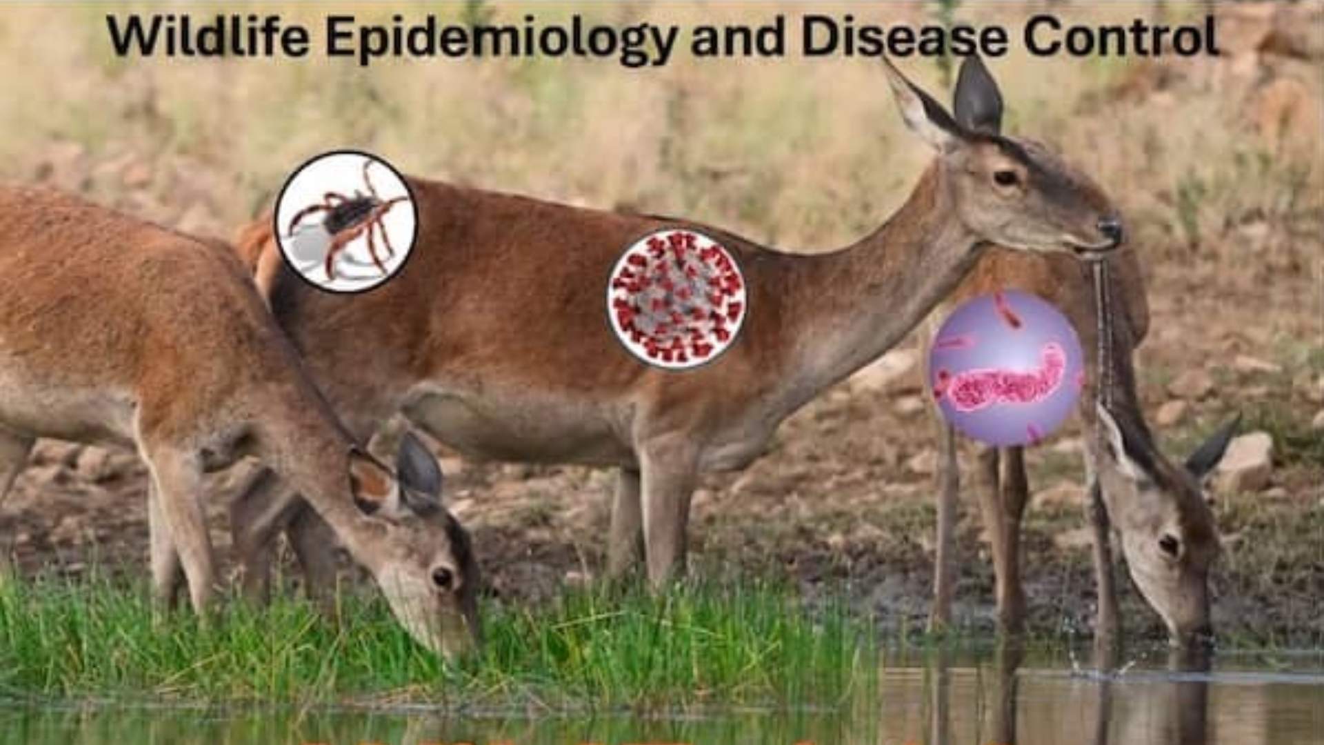 14th “Wildlife Epidemiology and Disease Control”