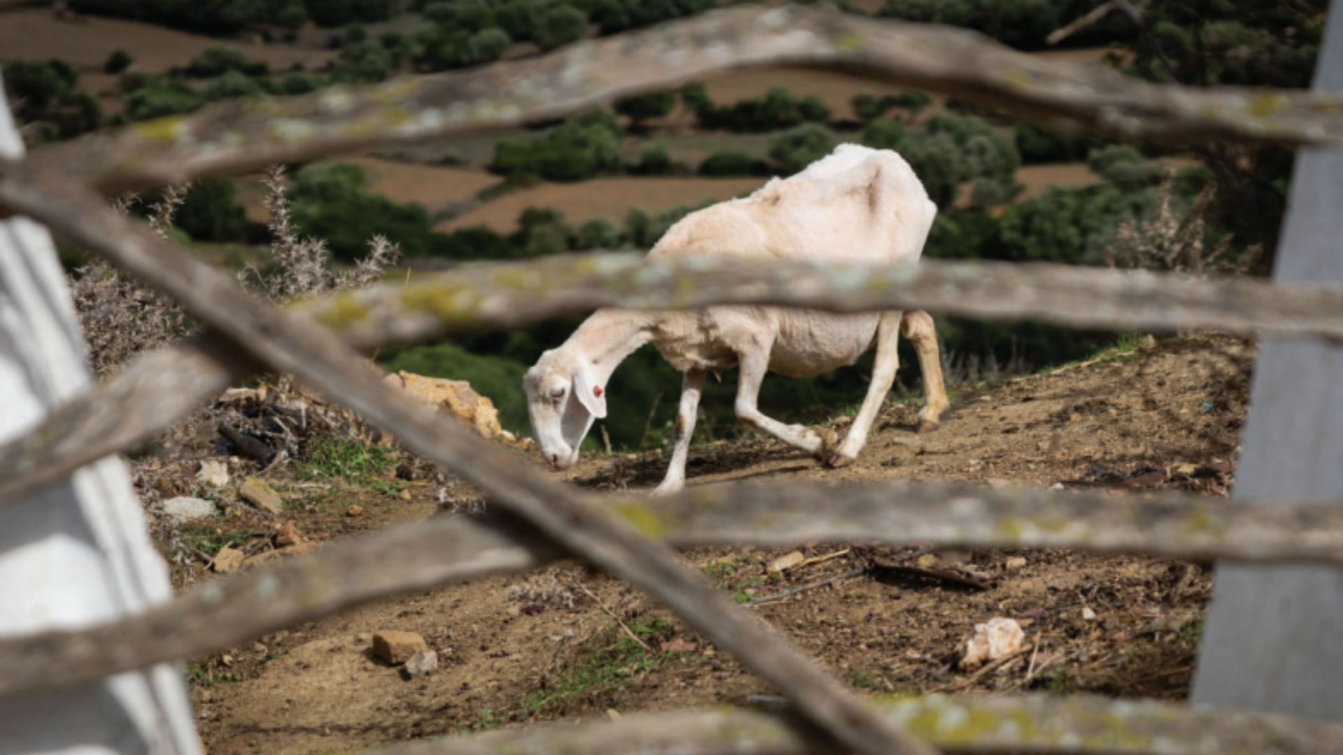 Veterinària nº 102