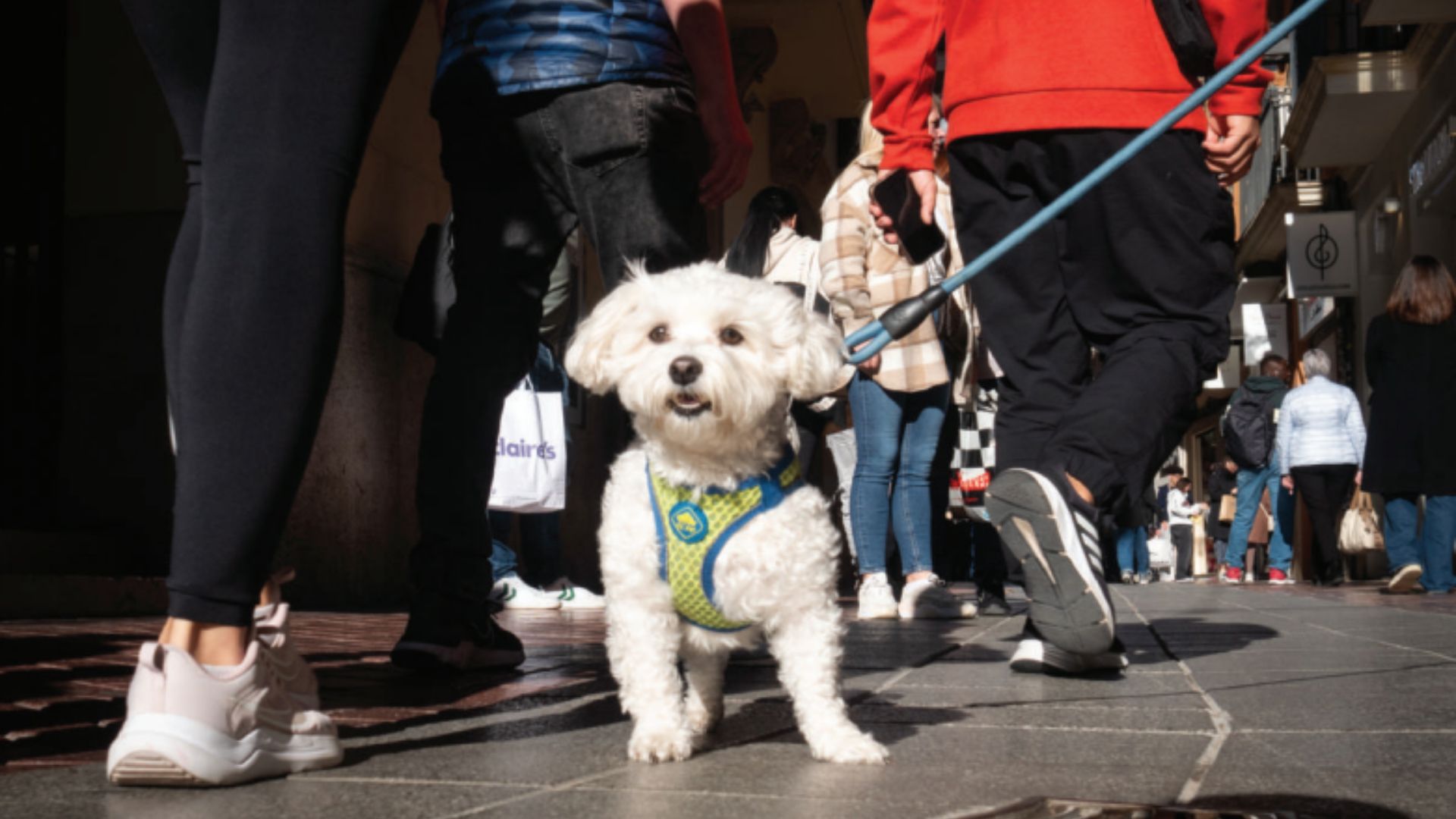 Veterinària nº 103