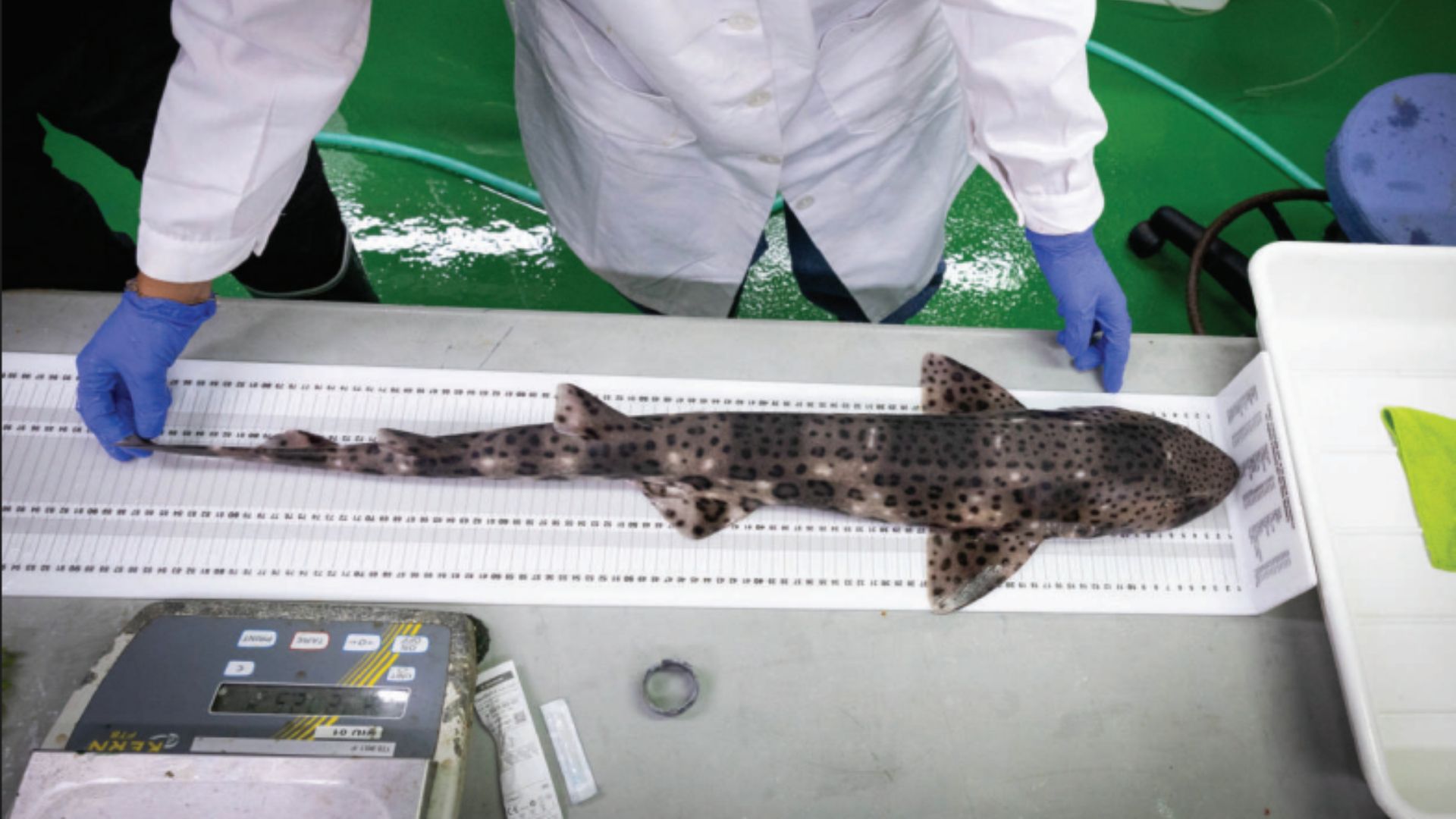 Veterinària nº 101