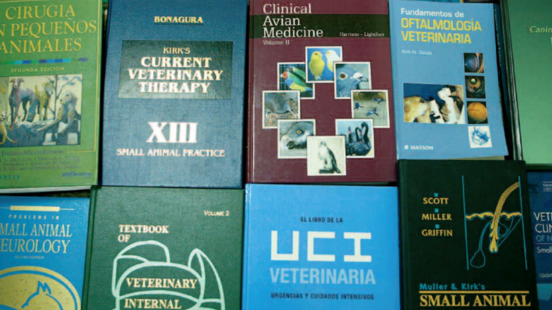 Veterinaria nº 29