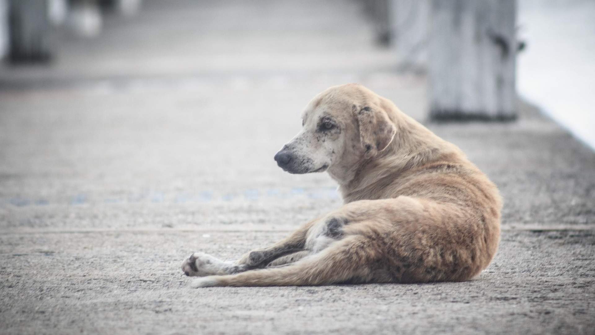 Ceuta activó la alerta sanitaria tras un caso de rabia en un perro