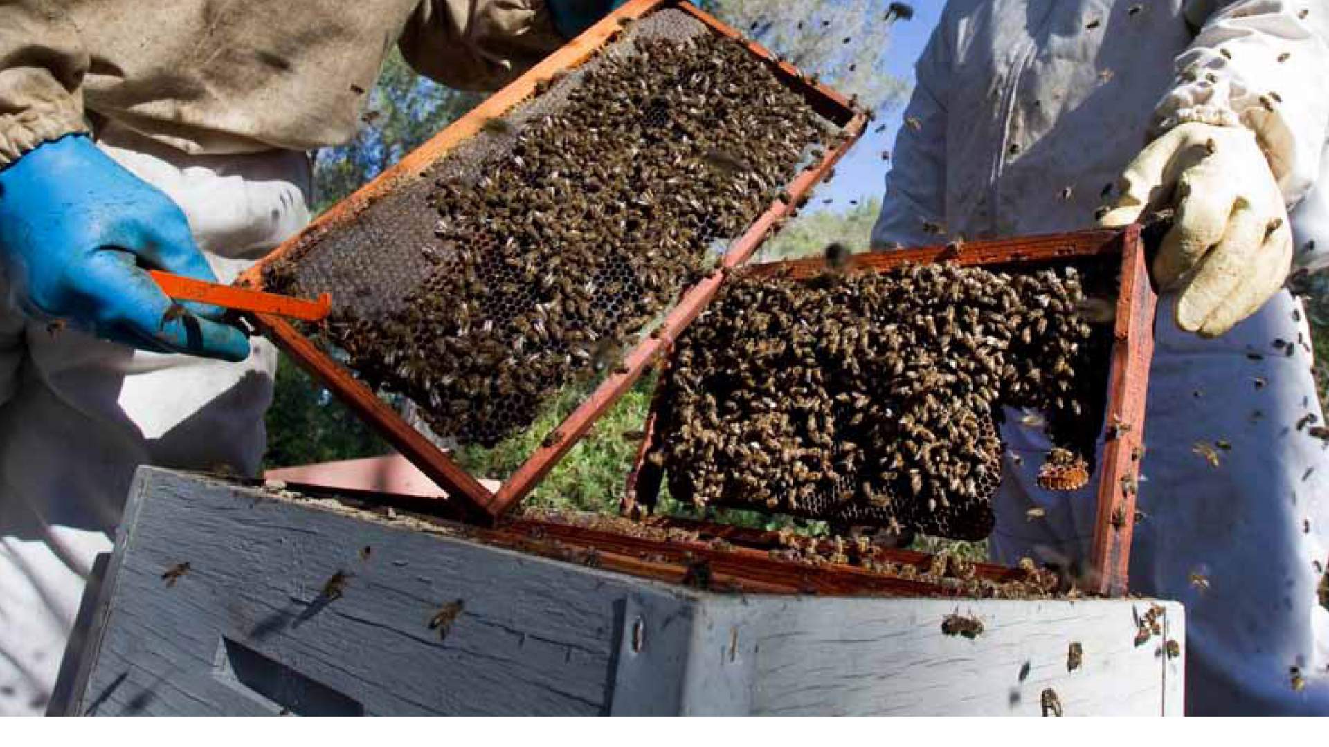 La revista 51 de VETERINARIA, en el horno