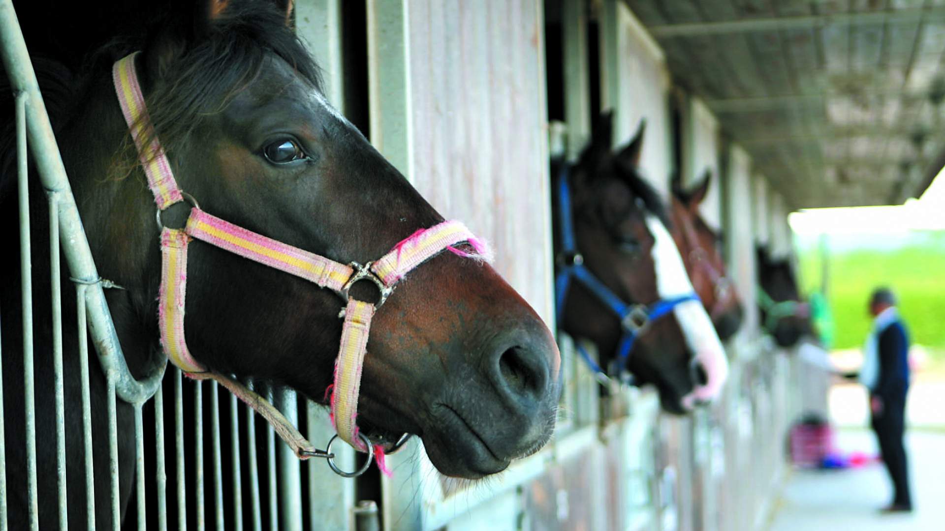 Condenado un falso veterinario por la muerte de un caballo en 2011