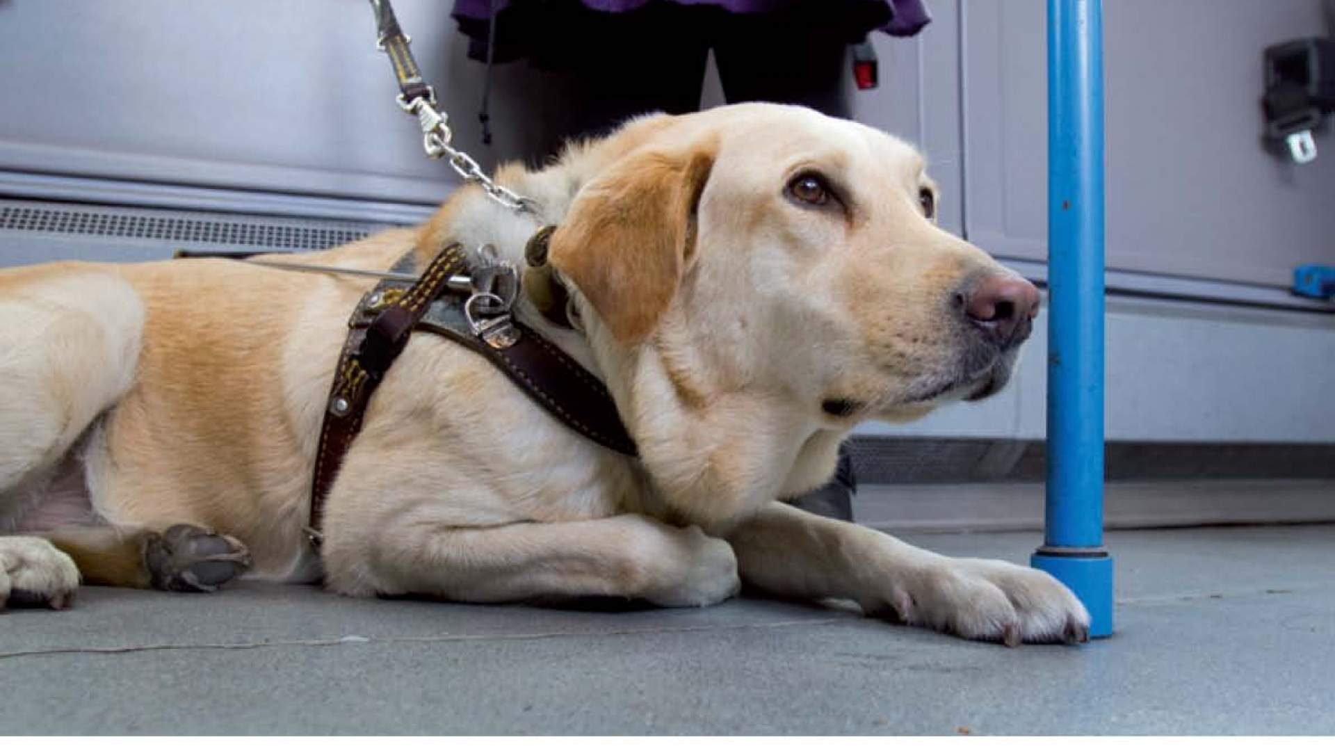 La revista de diciembre del COVIB, a punto