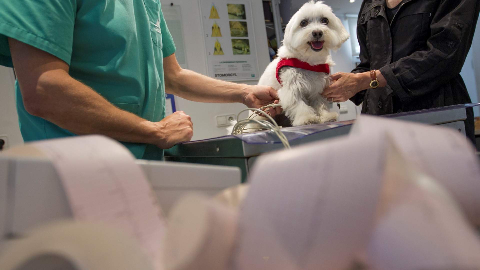 El Congreso aprueba instar al gobierno que rebaje el IVA veterinario