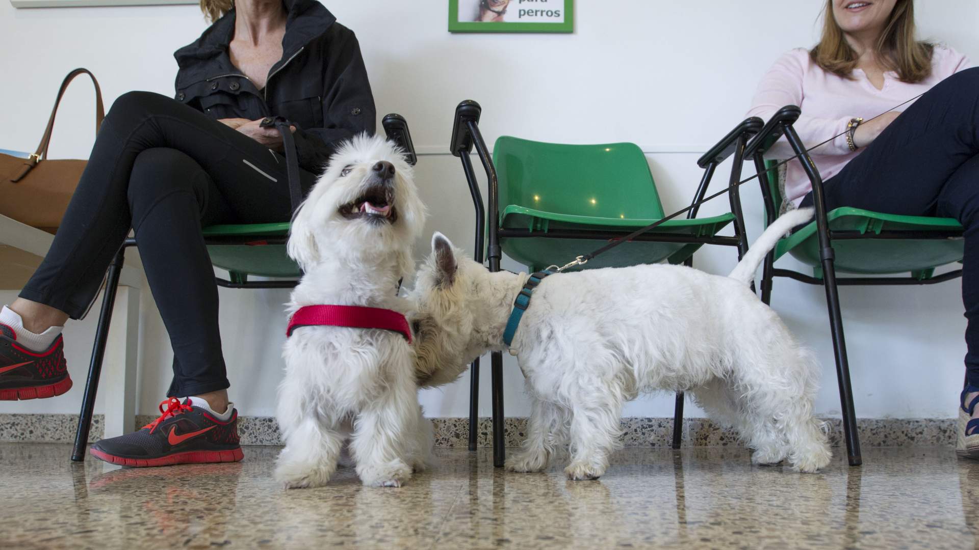 El COVIB solicita una moratoria de un año para garantizar una adecuada adaptación del colectivo veterinario a PRESVET
