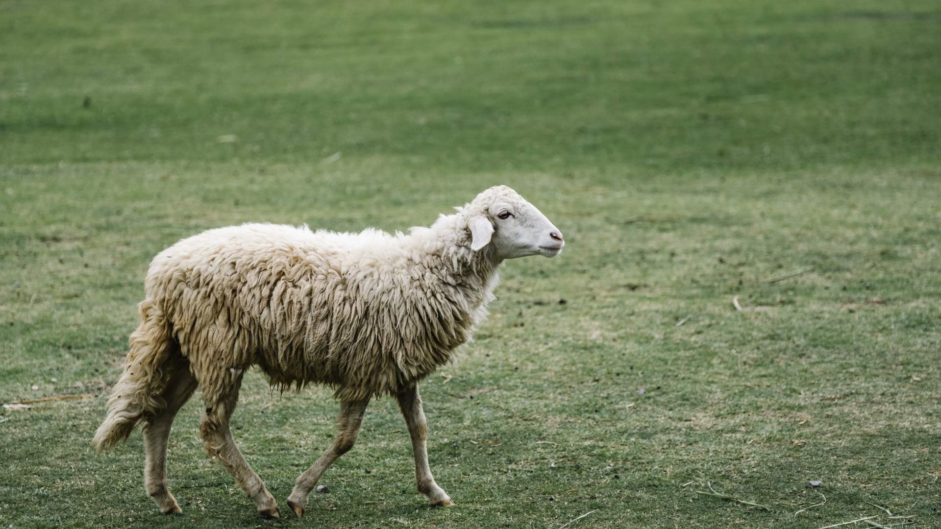 Necropsia en animales de explotación