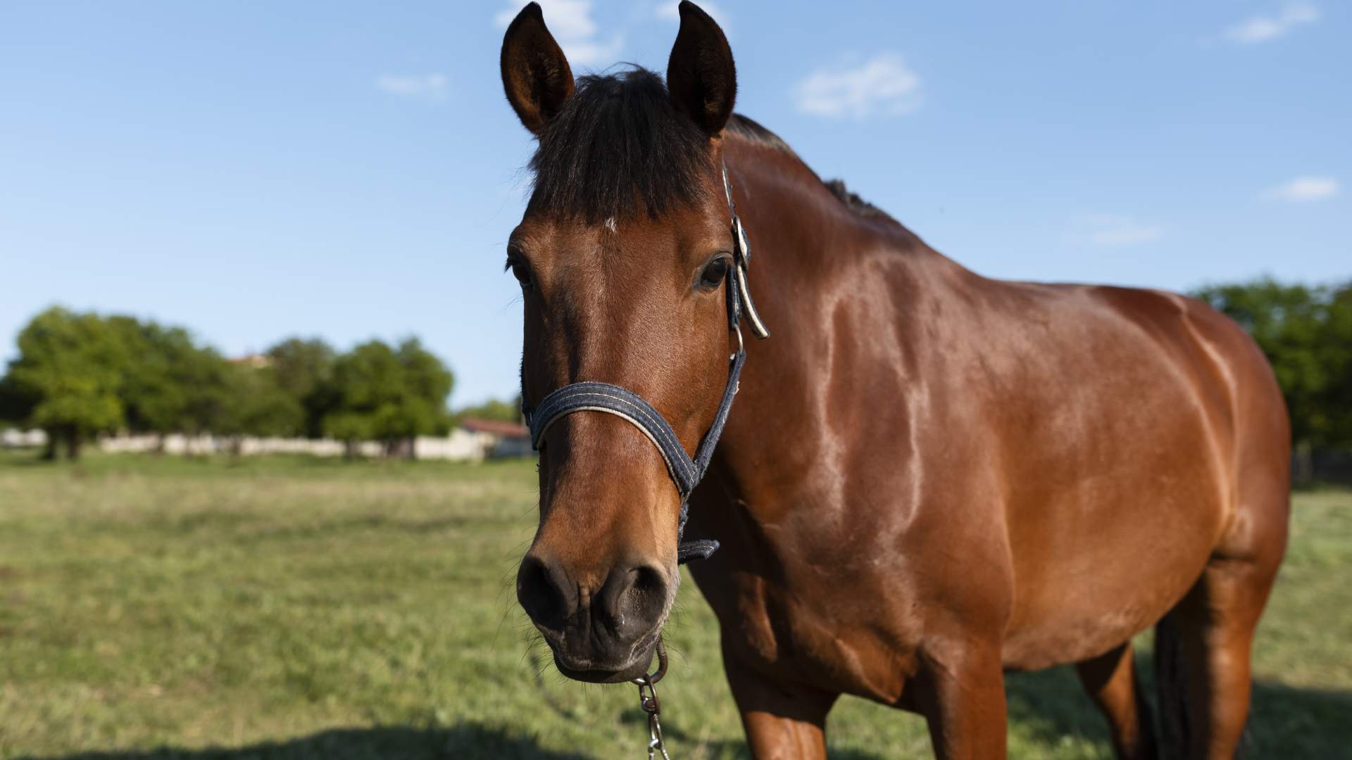 Nutrición para la promoción de la salud en el caballo