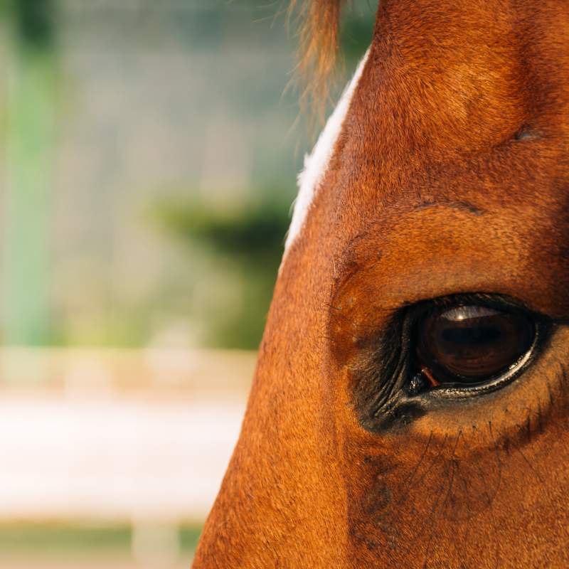 Oftalmología Equina