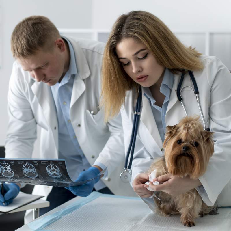 Interpretación ecográfica nivel básico