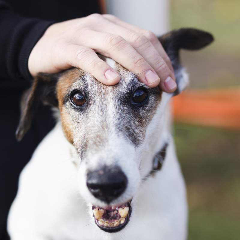 Detección, Identificación y Lucha contra las Principales Formas de Maltrato Animal
