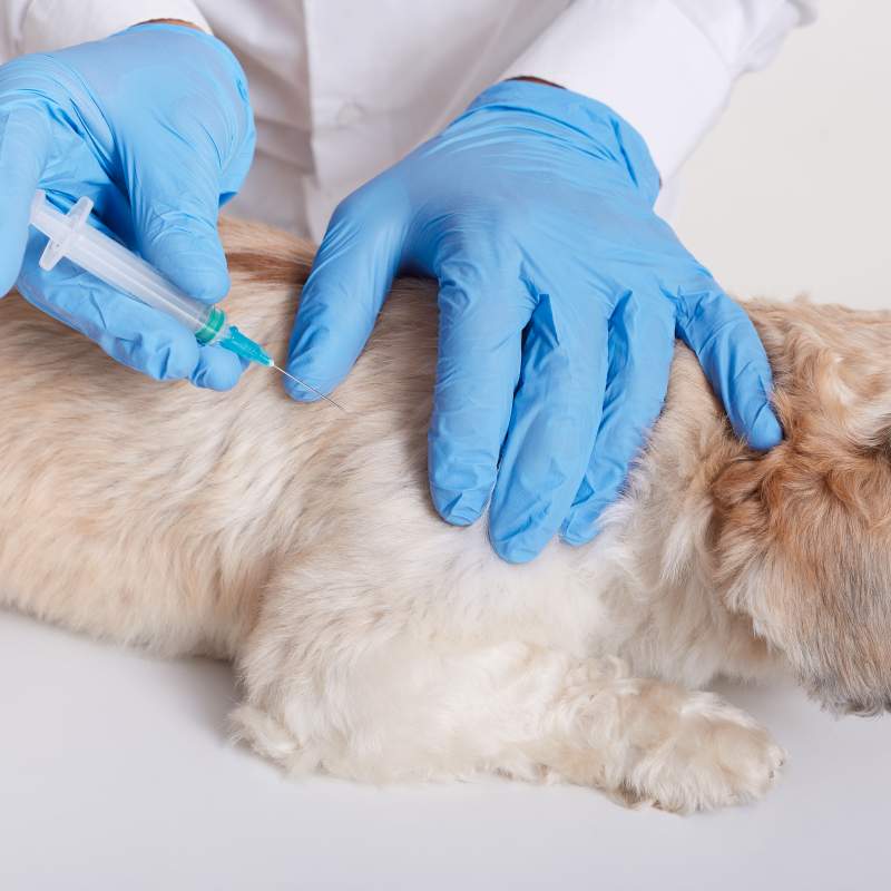 Novedades sobre las alternativas al uso de antimicrobianos