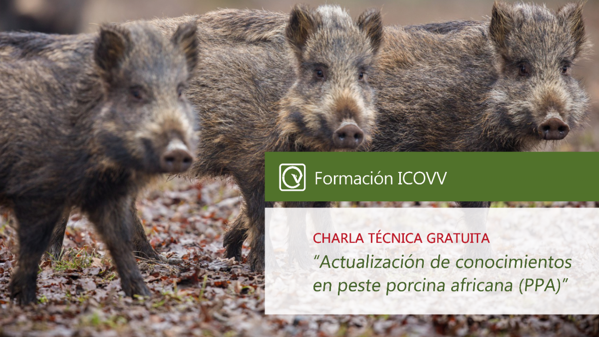 Actualización de conocimientos en PPA