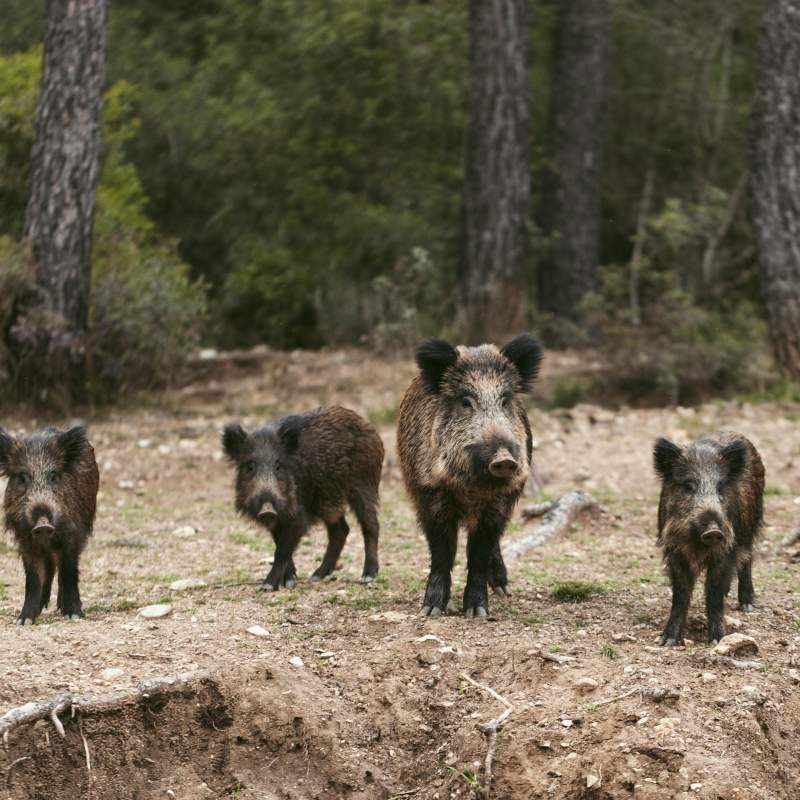 Situación de la Peste Porcina Africana en España. Rol Clave del Veterinario en la Prevención y Contención