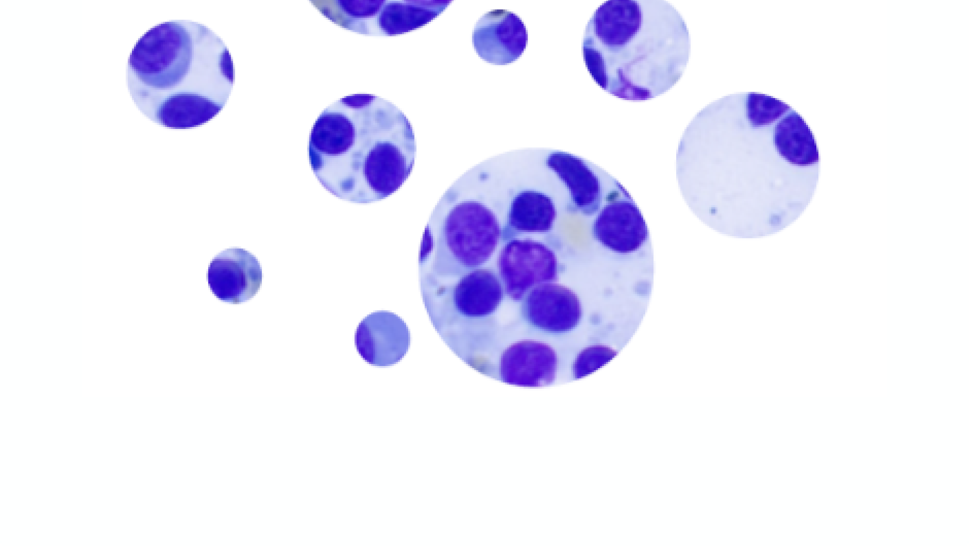 Nuevos retos en el tratamiento de la leishmaniosis canina: detección de resistencias en el parásito