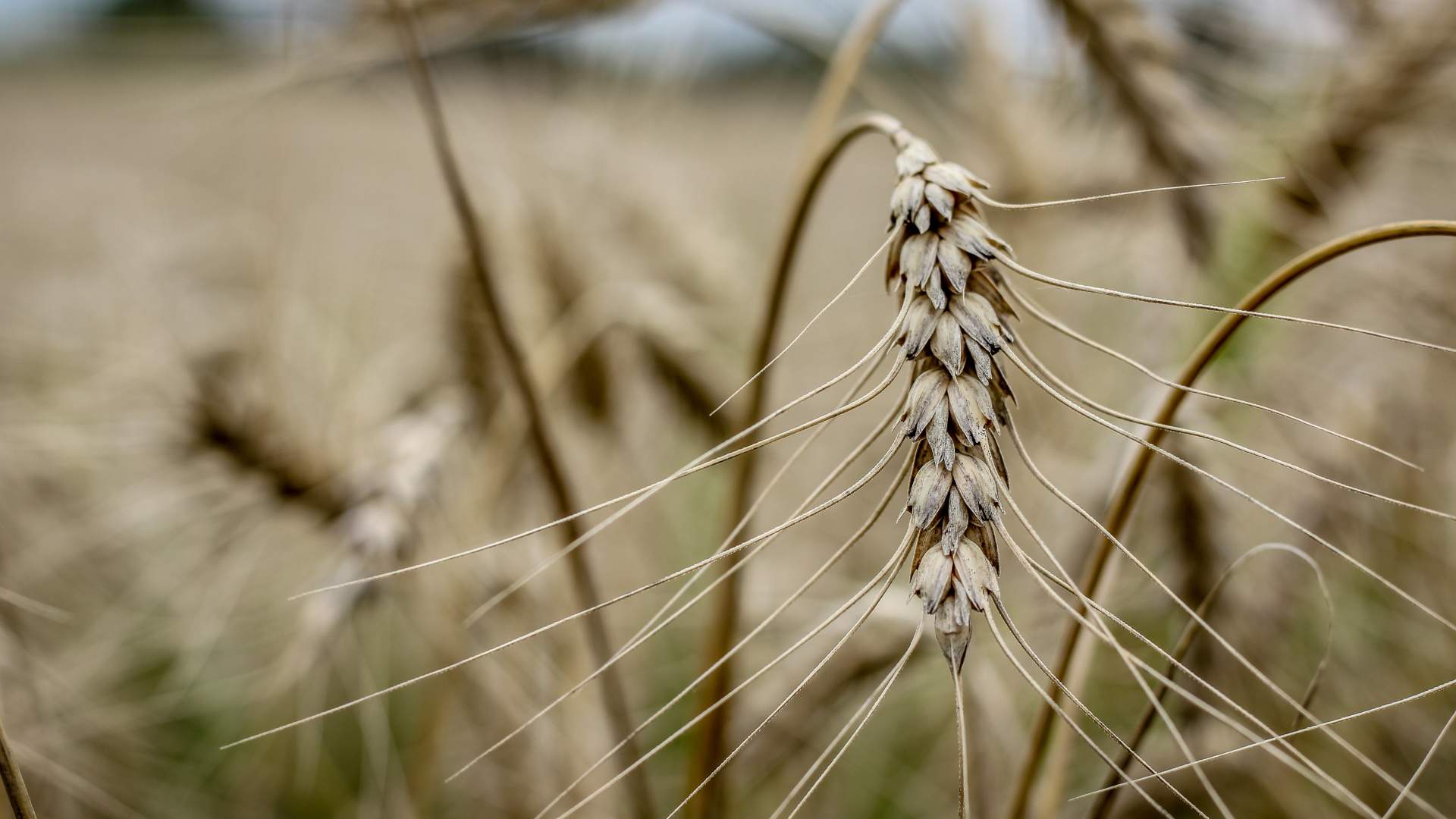 Los jóvenes toman las riendas de las I+D+i en el sector del cereal