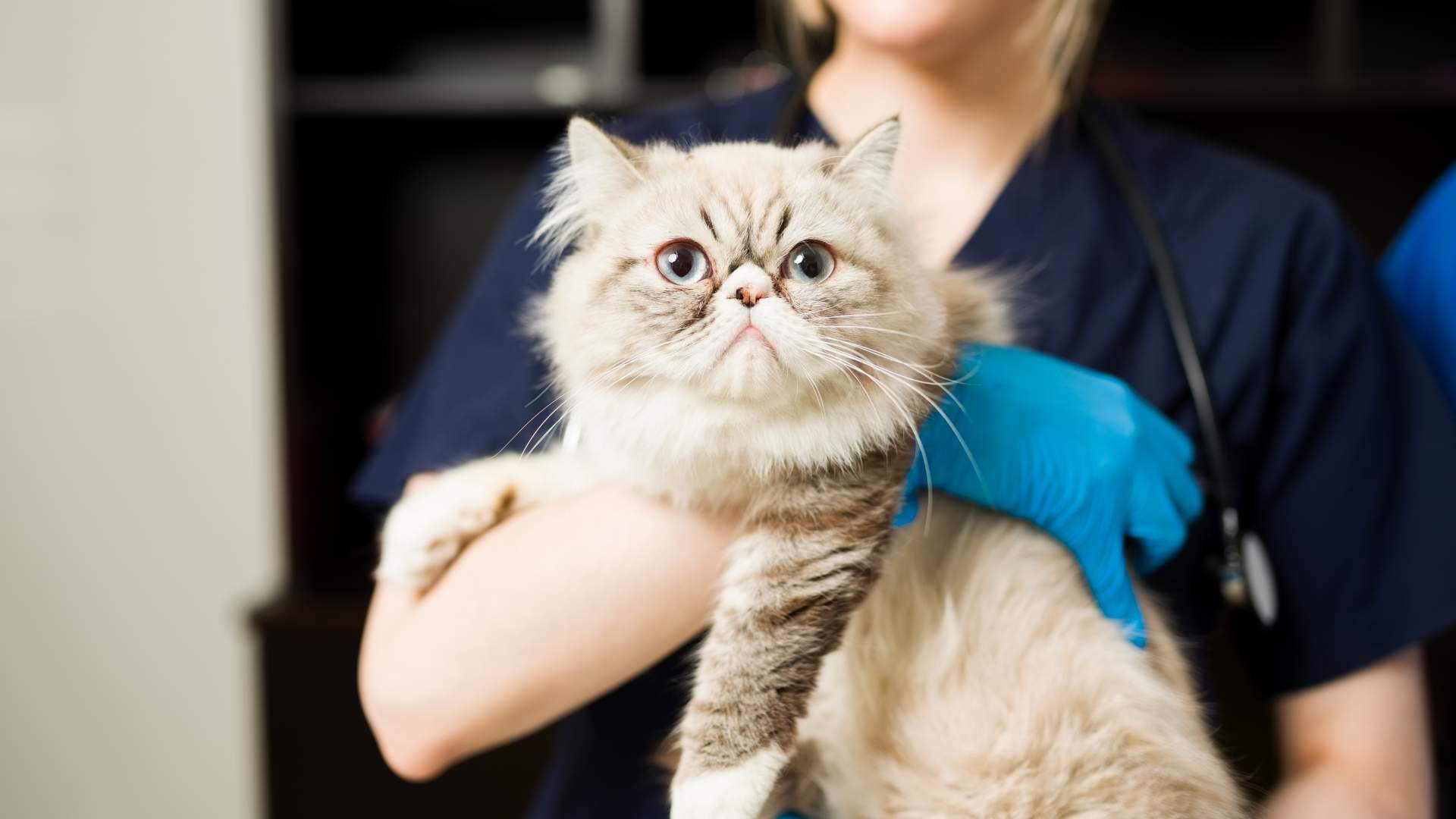 ¡Reduce el estrés del gato en la consulta veterinaria!