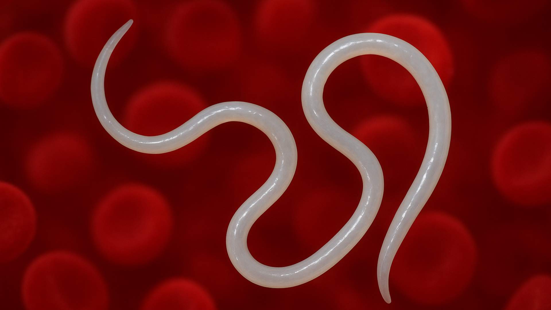 Jornada One Health Dirofilaria