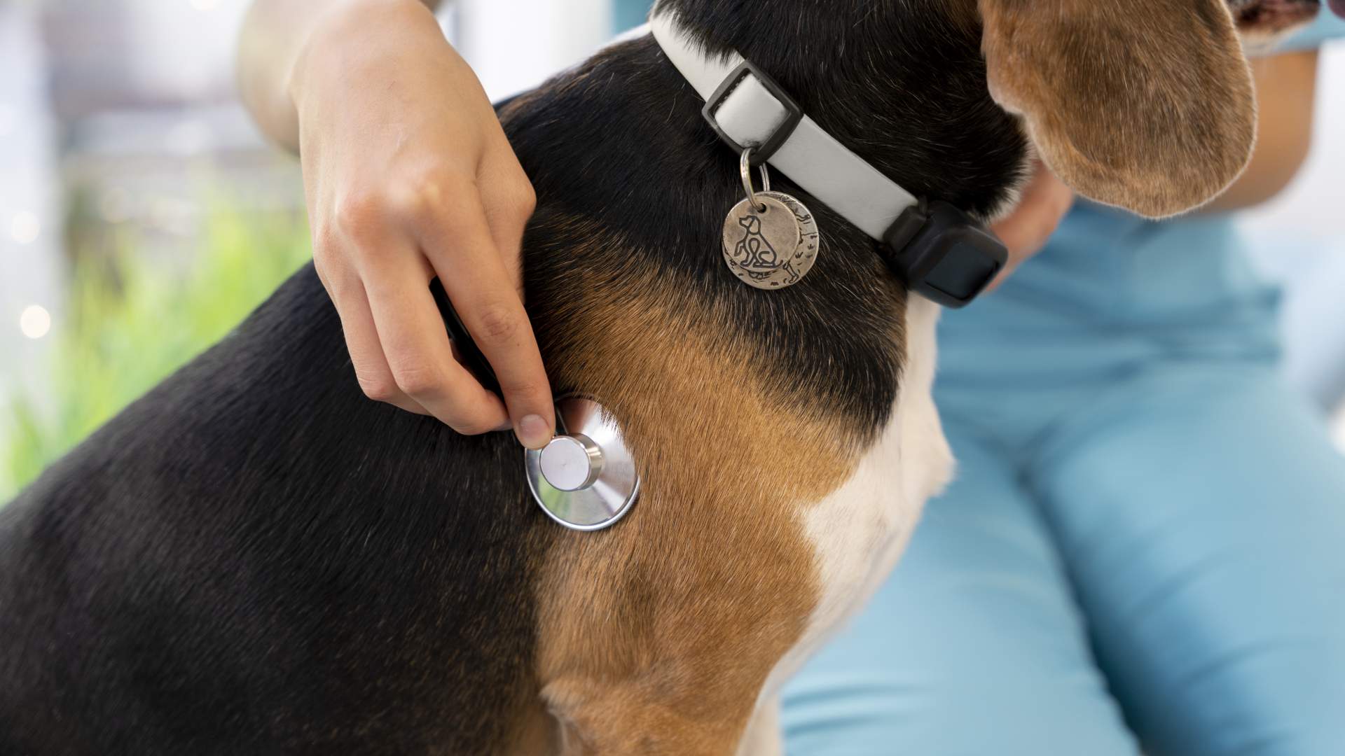 La AEMPS alerta sobre reacciones adversas en mascotas por exposición a medicamentos hormonales de uso humano