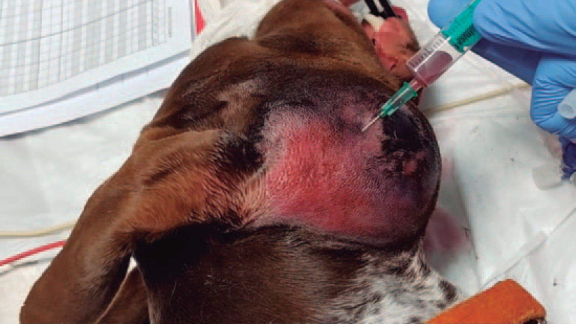 Citología Práctica Veterinaria