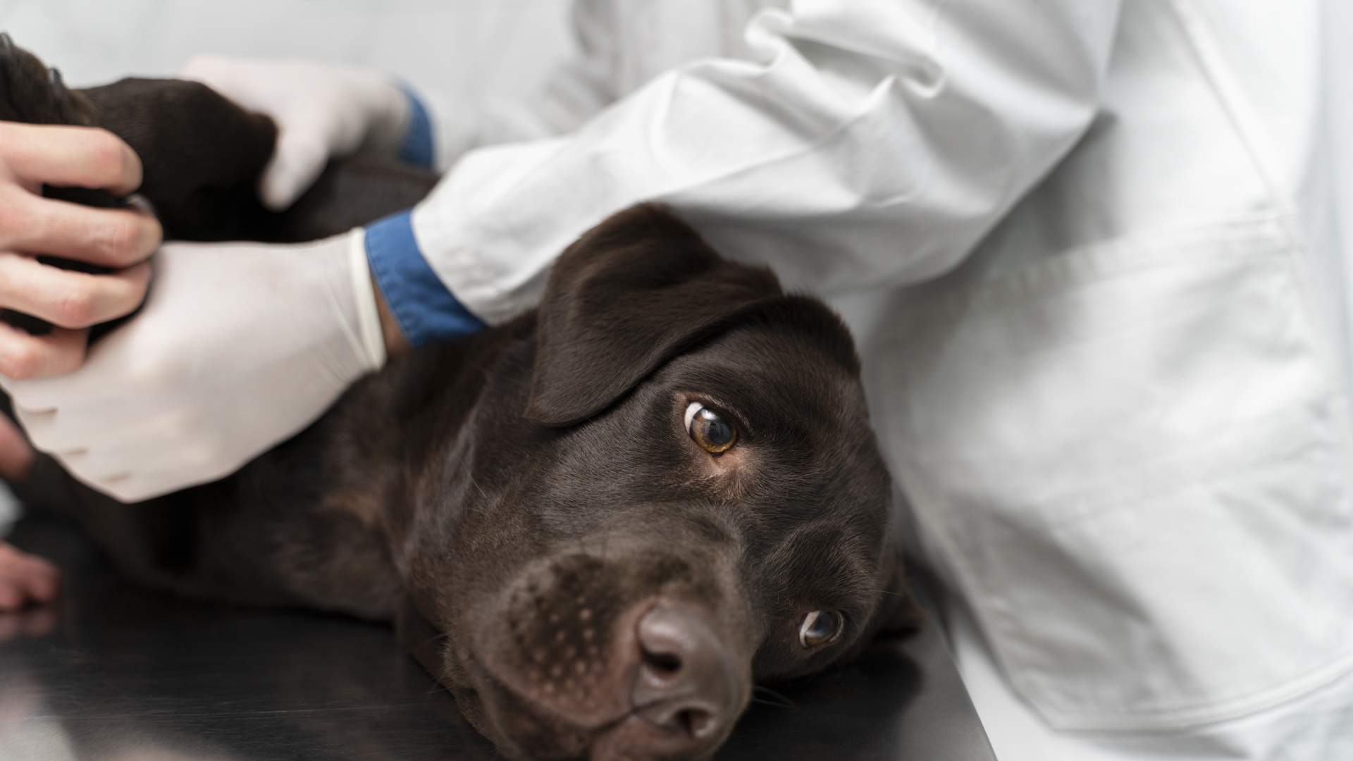 Neuroinflamación y Resolución en el paciente con dolor crónico