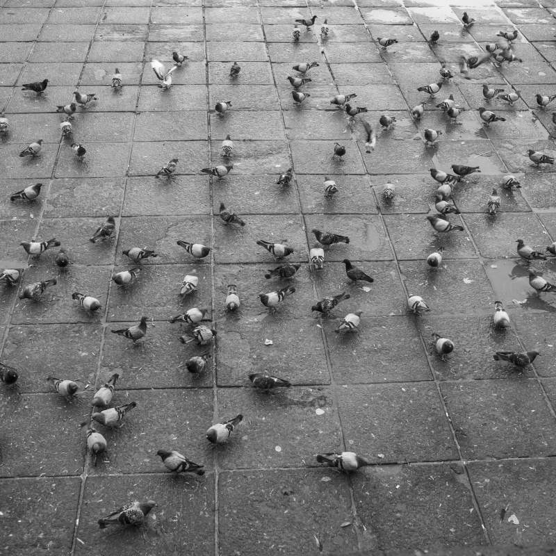 Seminari Influença aviària AVEDILA