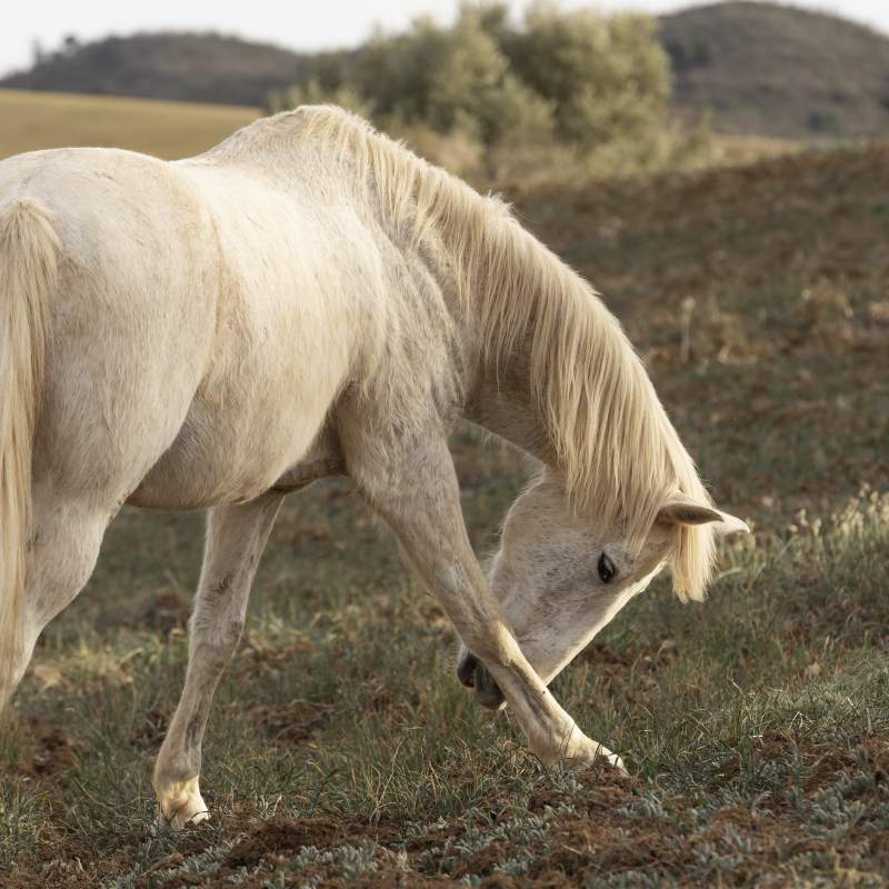 Cirurgia de melanomes perineals equins: indicacions, tècnica, i selecció de candidats. Reflexions i ètica