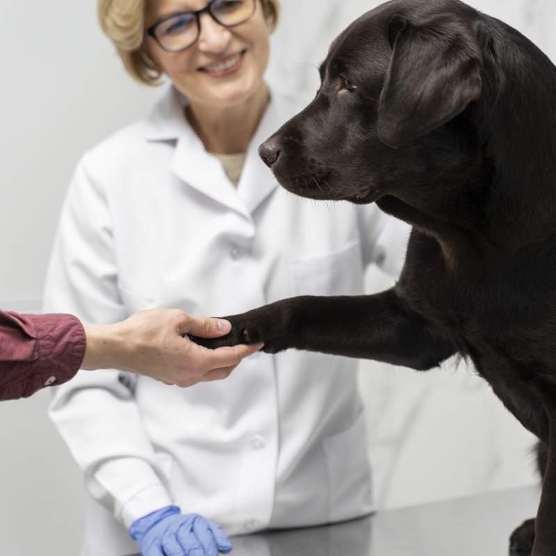 Actualització en medicina del comportament per al veterinari generalista