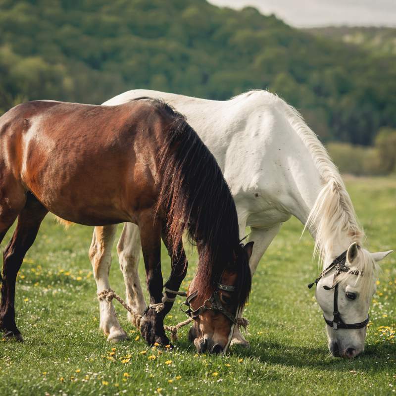 Ús de la tomografia computada en la planificació quirúrgica en ortopèdia equina
