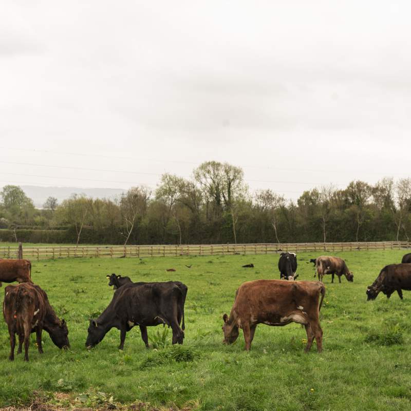 Lesiones de interés en ganado vacuno: del diagnóstico en la explotación al hallazgo en el matadero