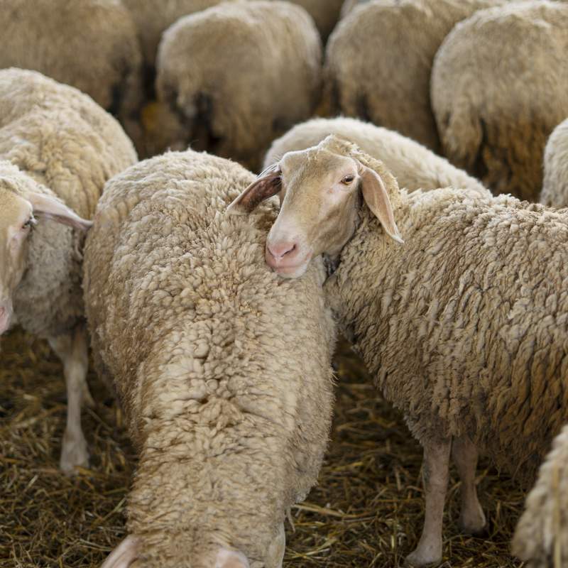 "Xerram de llengua blava amb Tolo Palou"