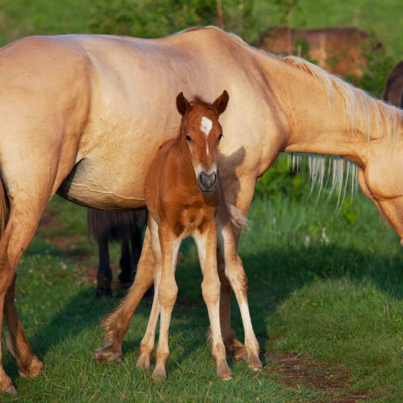¿Por qué mi yegua no se quedó preñada?