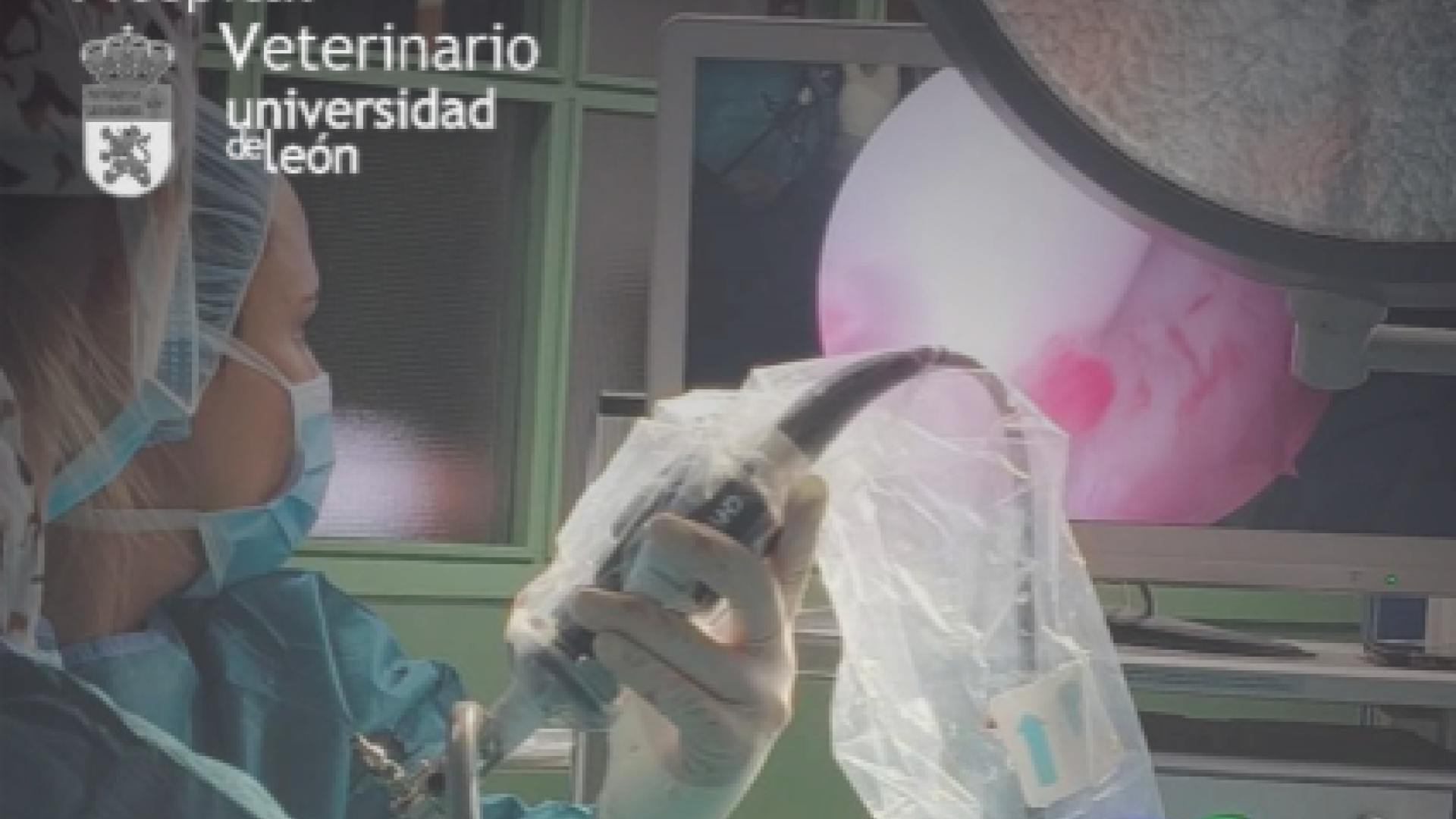 Curso Intermedio de Astroscopia Equina