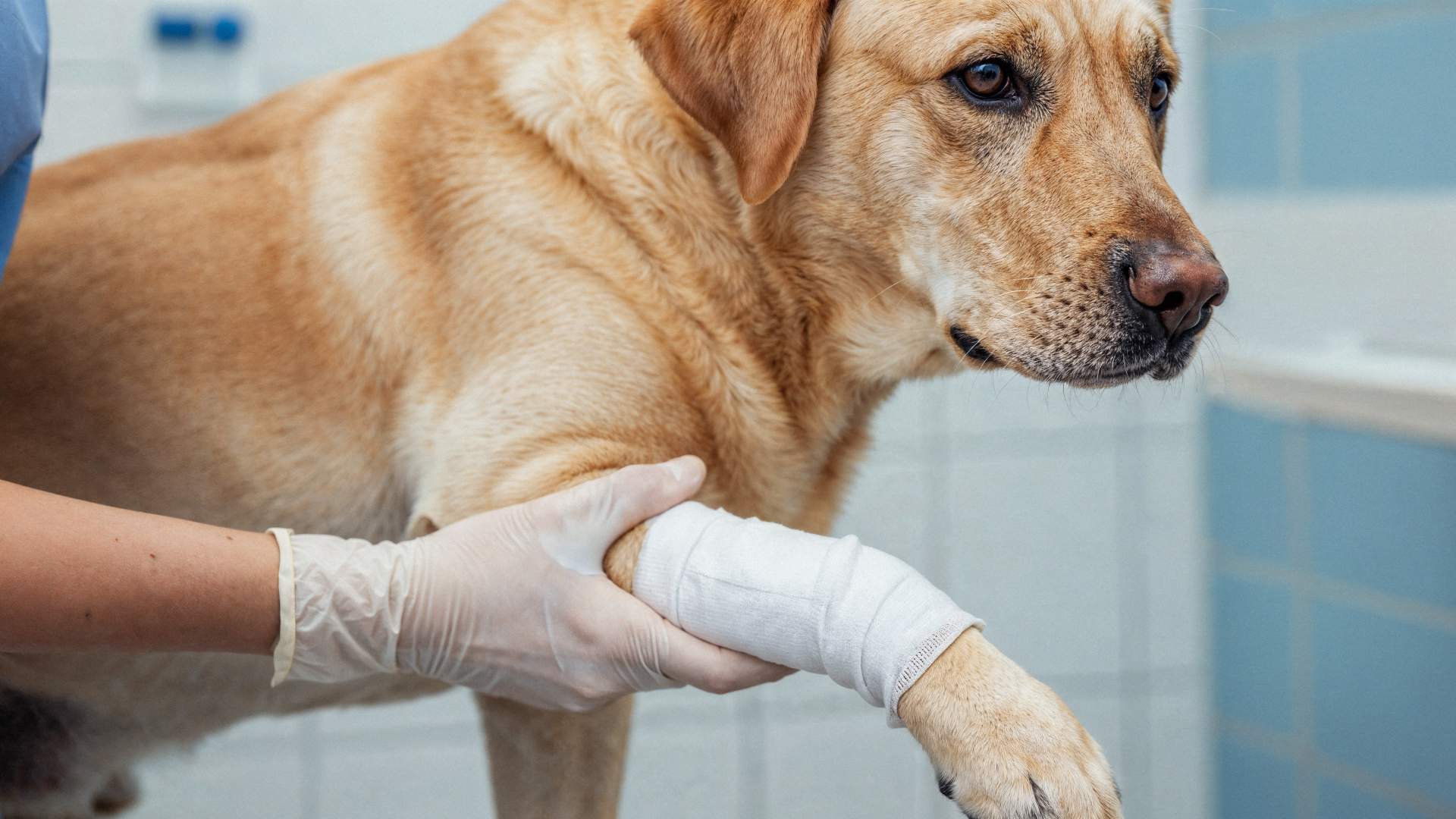 ¿Cómo manejar heridas complicadas? Comprender, no dañar y potenciar