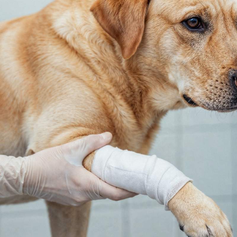 ¿Cómo manejar heridas complicadas? Comprender, no dañar y potenciar