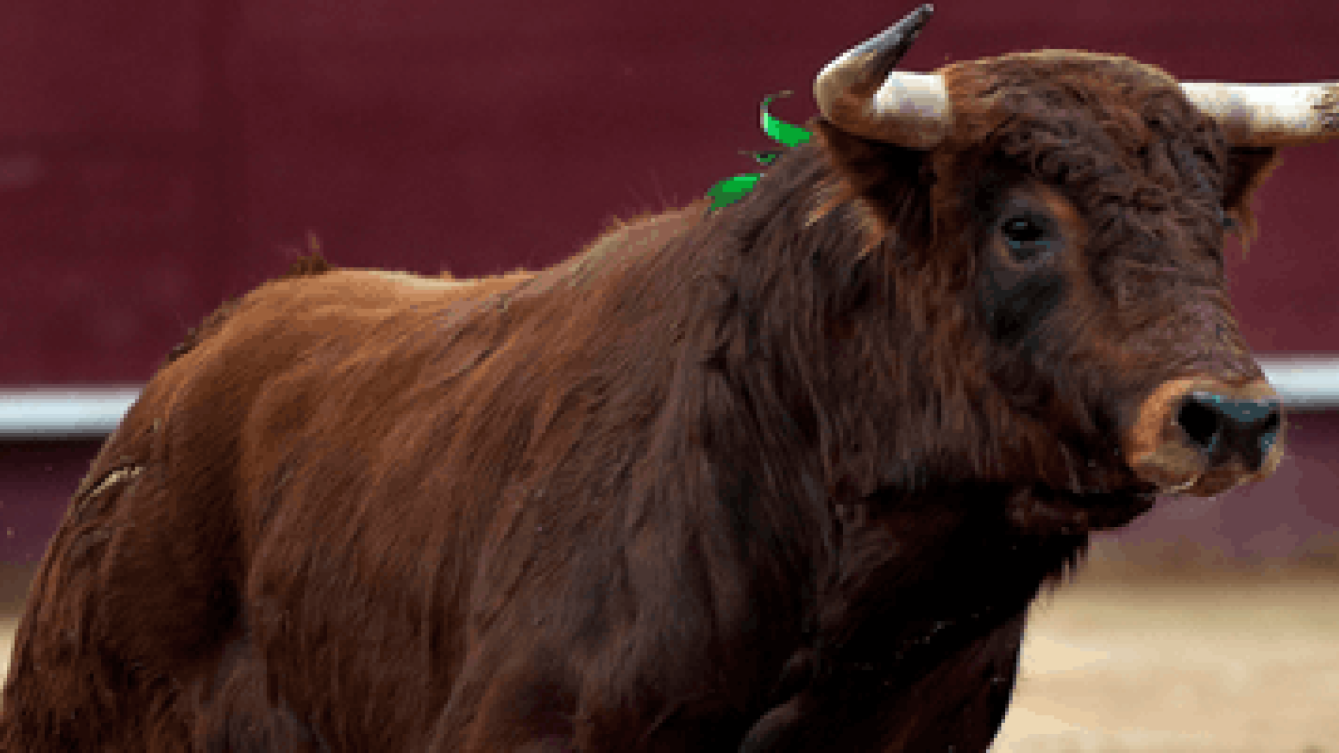 Especialización Veterinaria en Espectáculos Taurinos 2026