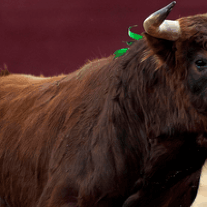 Especialització Veterinària en Espectacles Taurins 2026