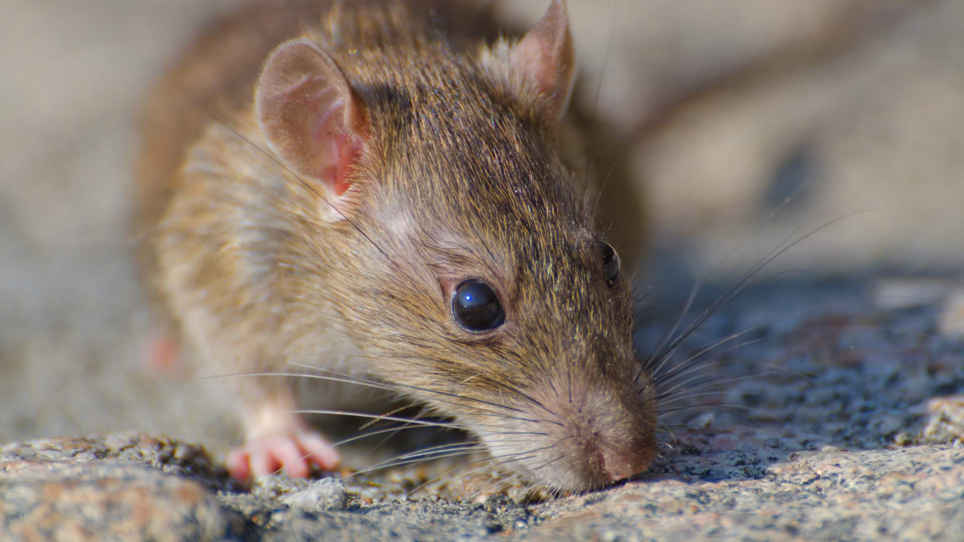 Ecología de los hantavirus: claves ecológicas para comprender la epidemiología de las hantavirosis