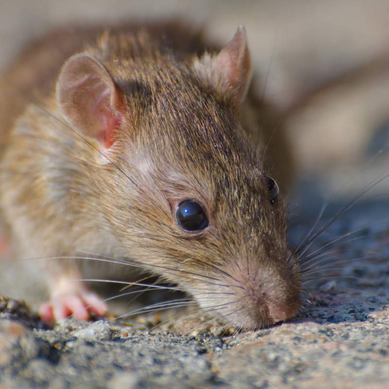 Ecologia dels hantavirus: claus ecològiques per a comprendre l'epidemiologia de les hantavirosis