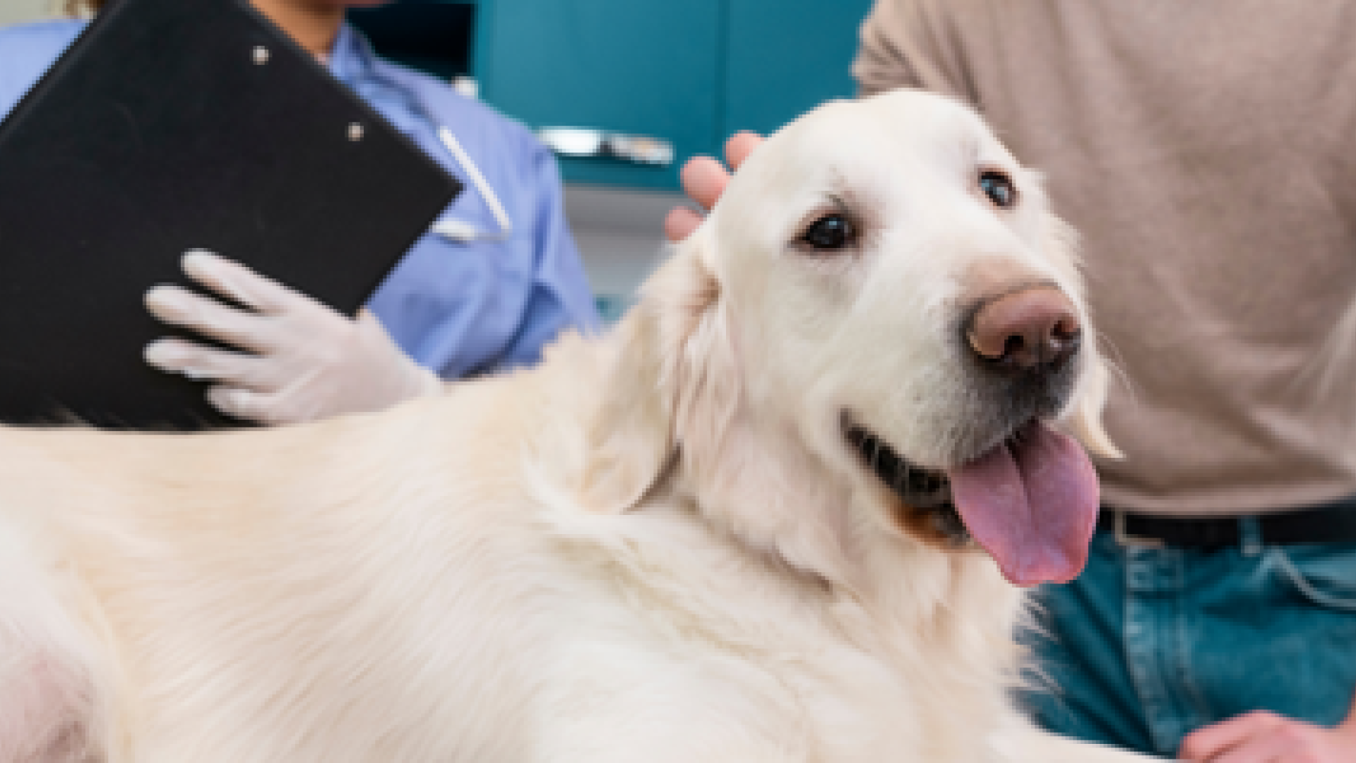 Emprendimiento veterinario: pasos para abrir tu clínica o trabajar a domicilio