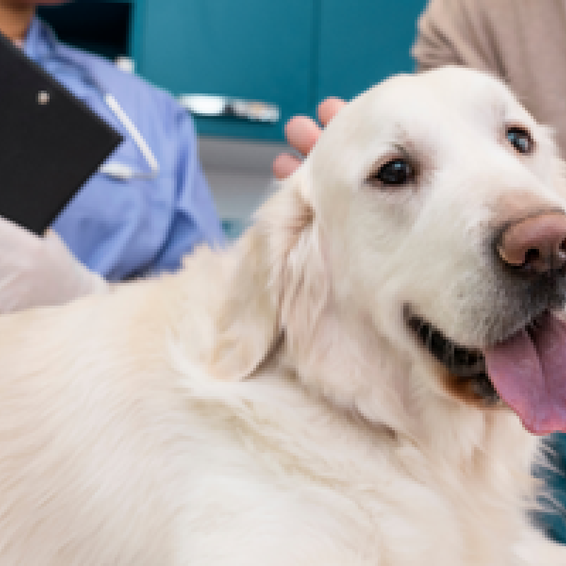Emprenedoria veterinària: passos per a obrir la teva clínica o treballar a domicili