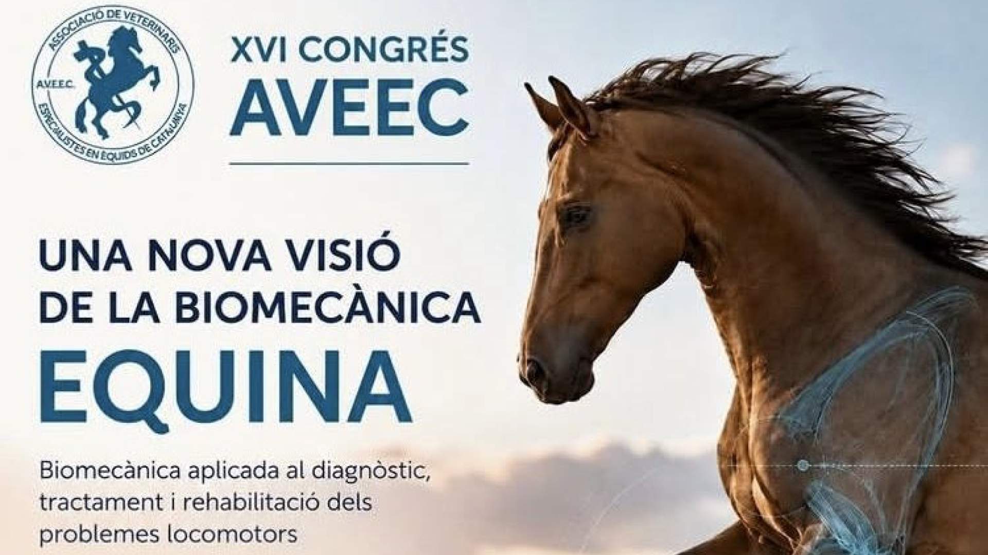 XVI Congreso AVEEC