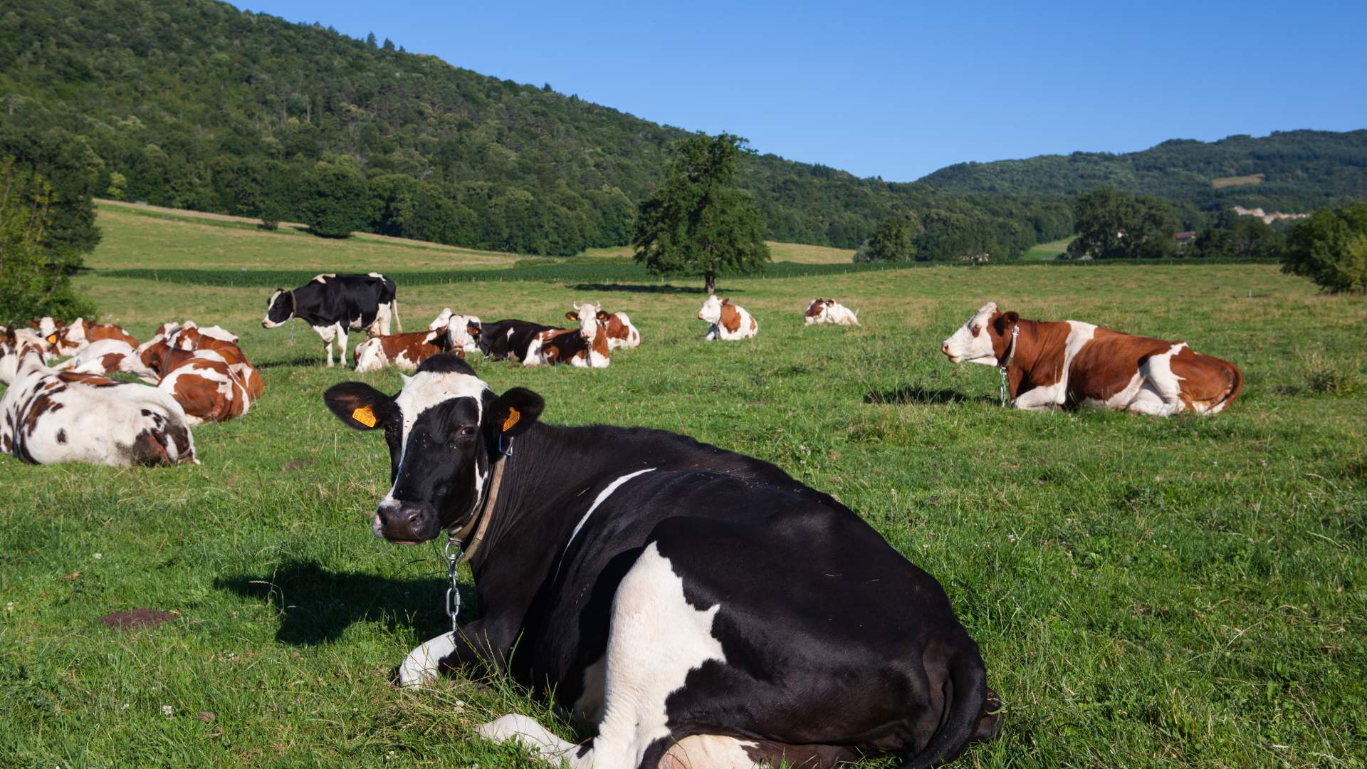 34ª Edición del Programa de Formación en el Diagnóstico de la Tuberculosis Bovina