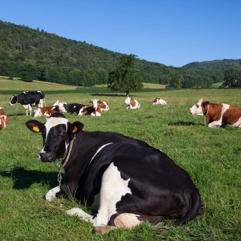 34ª Edición del Programa de Formación en el Diagnóstico de la Tuberculosis Bovina