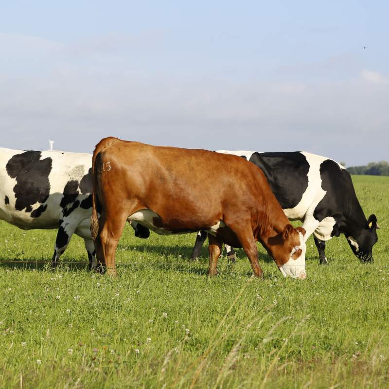 11ª Edición del Programa de Actualización UNIFICADO en el Diagnóstico de la Tuberculosis Bovina