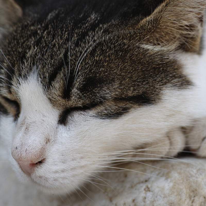 Neurología felina