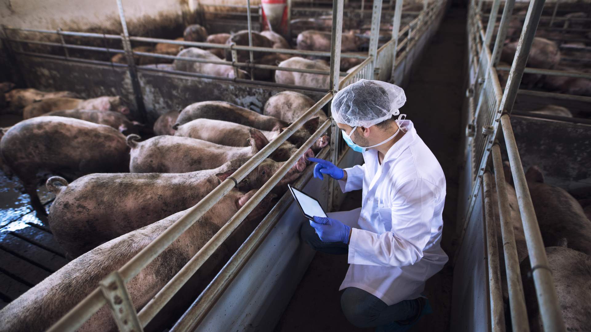 Formación de veterinarios colaboradores en control de triquinosis en el sacrificio de animales especie porcina por el consumo doméstico privado