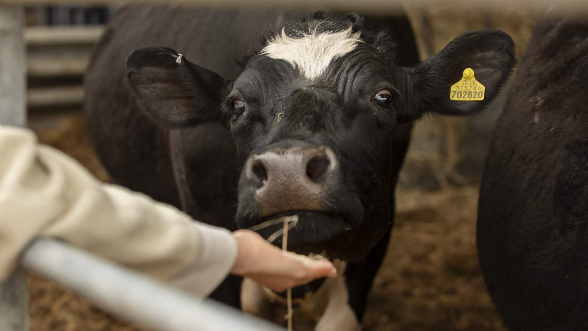 Curso de Especialización en Nutrición Bovina