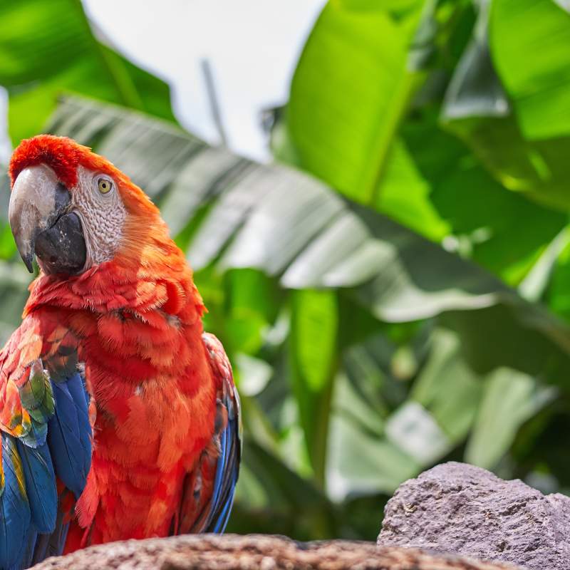 Animales exóticos en la clínica veterinaria